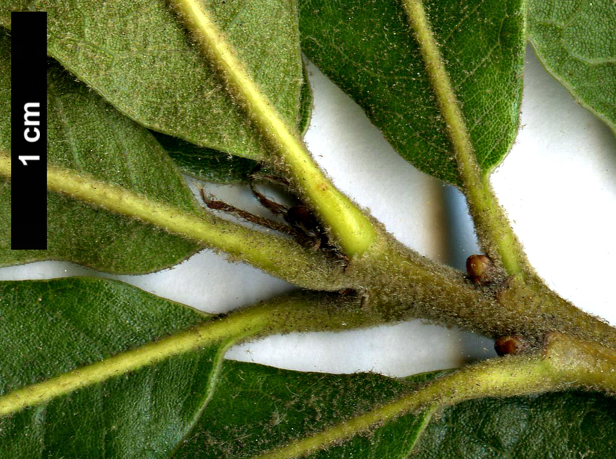 High resolution image: Family: Fagaceae - Genus: Quercus - Taxon:   - SpeciesSub: 'Zehra' (Q.falcata × Q.rysophylla)